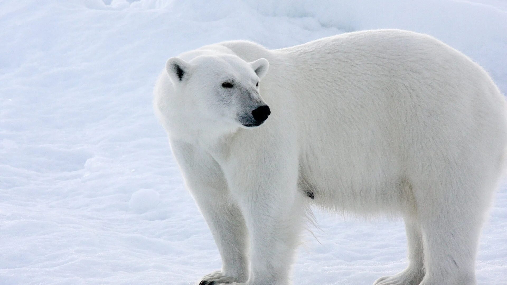 White. Белые медведи в Антарктиде. Крадущийся белый медведь. Белый медведь в Северной Америке. Шерсть белого медведя.
