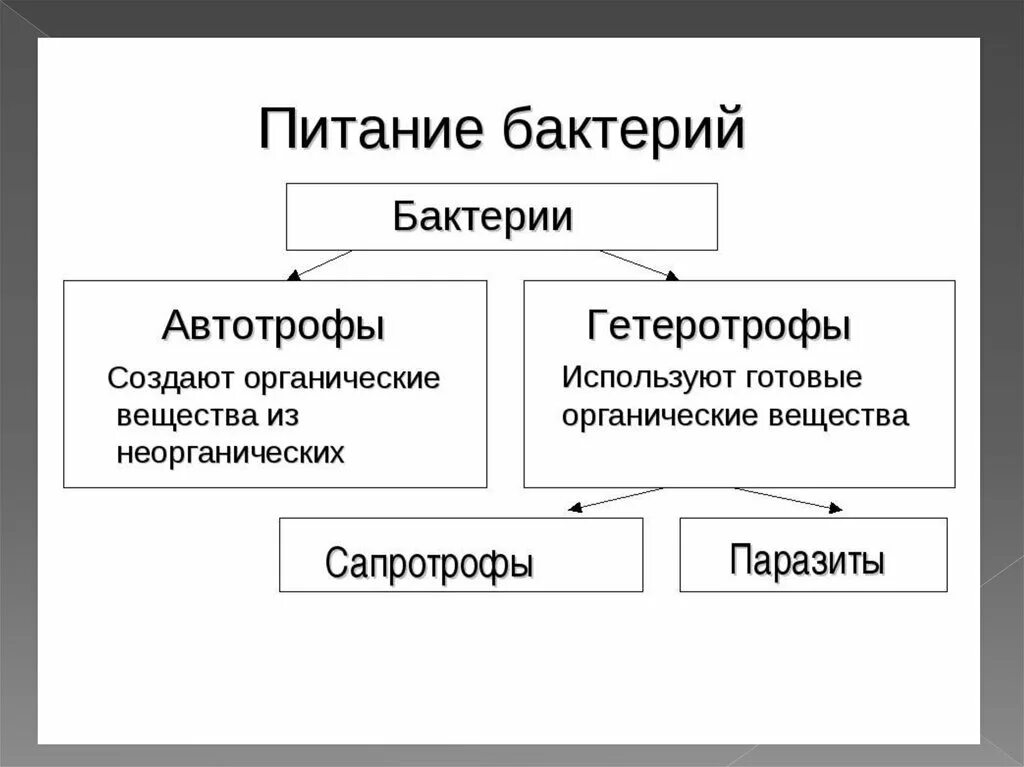 Какой тип питания характерен для большинства представителей