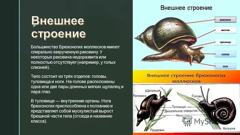 Внешнее строение класс брюхоногие. Внутреннее строение раковины прудовика. внутреннее строение моллюсков класса брюхоногие. внешнее строение раковины брюхоногих. внешнее строение раковины прудовика.
