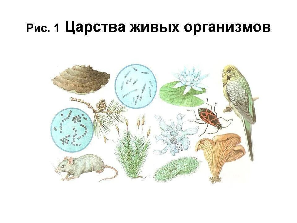 Биология 1 чем живое. Живые организмы. Изображение живых организмов. Разнообразные живые организмы. Рисунок на тему разнообразие живых организмов.