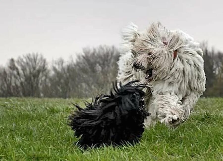Спільнота Steam :: :: komondor