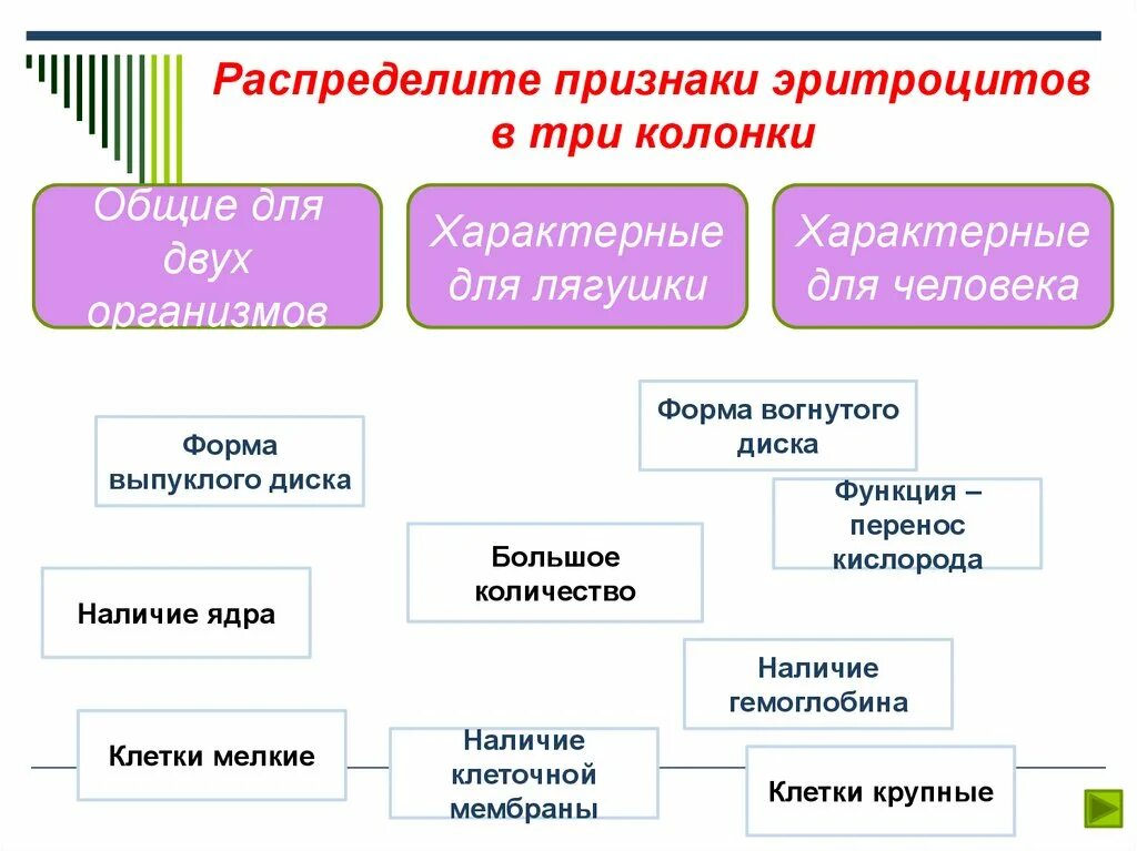 3 признака эритроцитов. Признаки характерные для эритроцитов человека. Распределите признаки эритроцитов в три колонки. Функции эритроцитов человека и лягушки. Признаки характерные для эритроцитов крови человека.