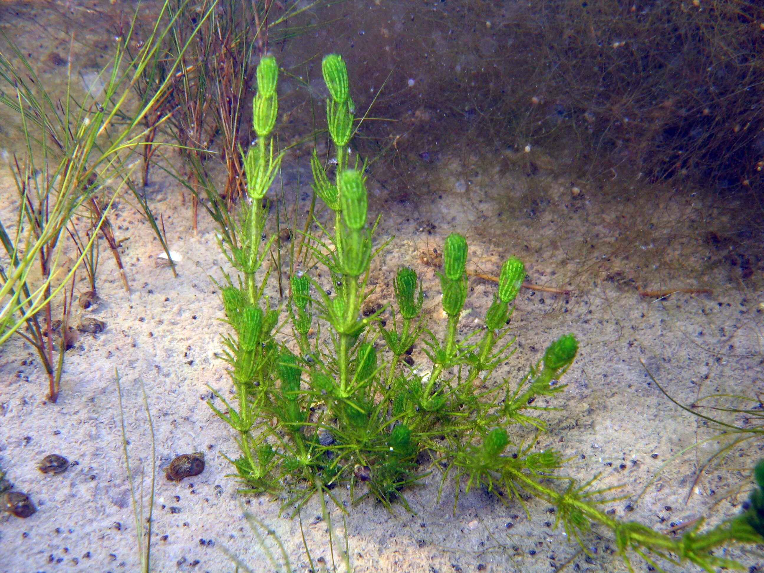 Харовые водорослей биология 5 класс. Chara водоросль. Хоровые водоросли. Хоровые водоросли. Хоровые водоросли.