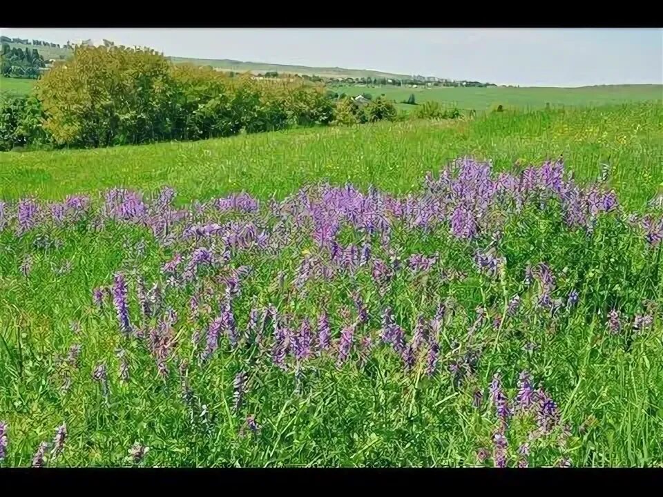 Песня ютуб травы травы. Делаем огород без травы. Песня ютуб травы травы. Песня ютуб травы травы. Песня ютуб травы травы.