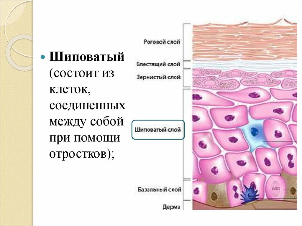 Система покровных органов человека функции. Шиповатый слой кожи. Кожа наружный покровный орган. Клетки шиповатого слоя. Покровные органы.