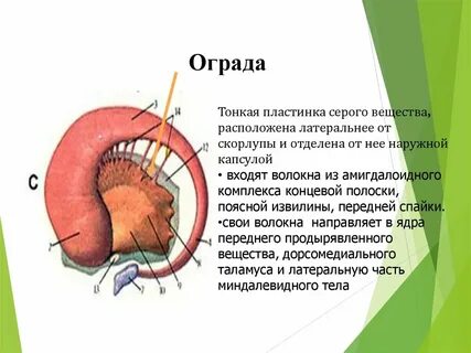 Тонкая пластинка