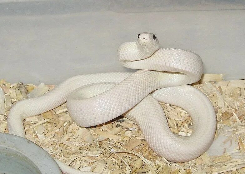 белый техасский полоз полоз. техасский полоз альбинос. полоз змея речная. техасский полоз леуцист. белый уж.