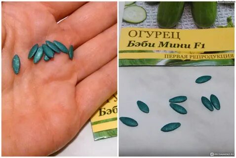 Поздние семена огурцов