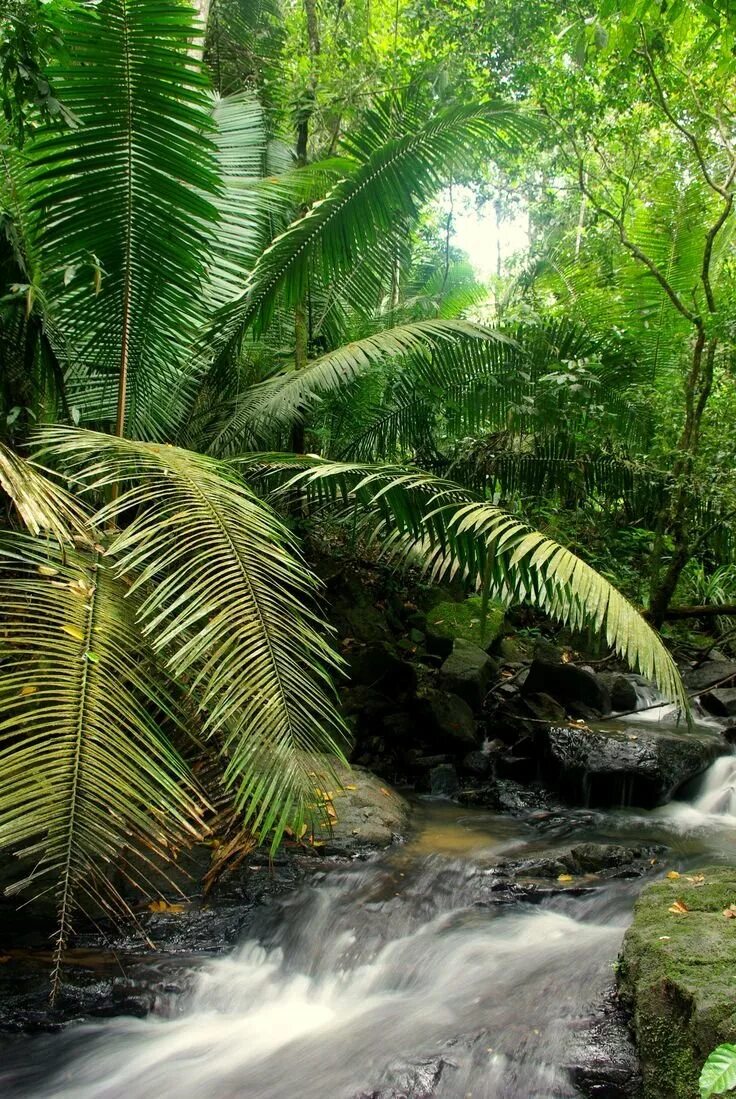 Тропические дождевые леса Амазонии. Сельва амазонки. Тропические леса Бразилии. Сельва Южной Америки. Джунгли тропический лес