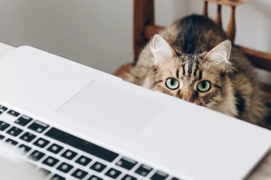 Блогер кошка. Cat Blogger. Котэ работает. Cat on Workspace. Working Cat.