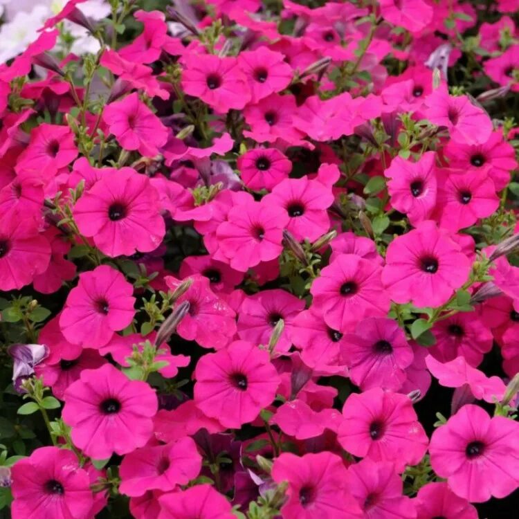 Тайдал ред велюр описание. Петуния ампельная тайдал вейв ред велюр. Тайдал ред велюр описание. Петуния тайдал вейв ред велюр. Тайдал ред велюр описание.