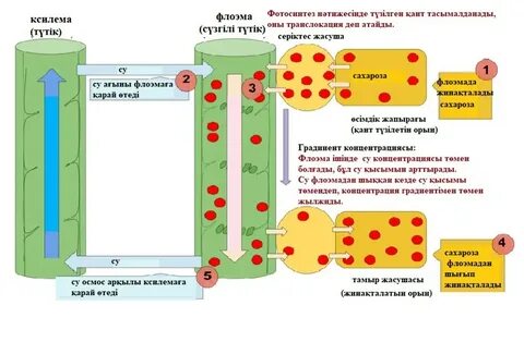 Олардың қалай сиқығанына қарап тұр