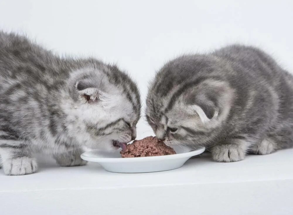 Что ест кошка в домашних условиях. Скоттиш фолд вискас. Еда для маленьких котят. Котенок кушает. Что кушают британские котята.