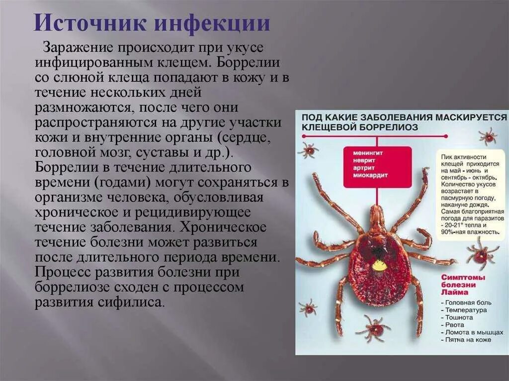Как лечить клеща