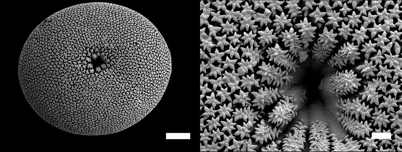 Spicule x u plus. Spicules. Spicule x u plus. ). Кремниевые спикулы.