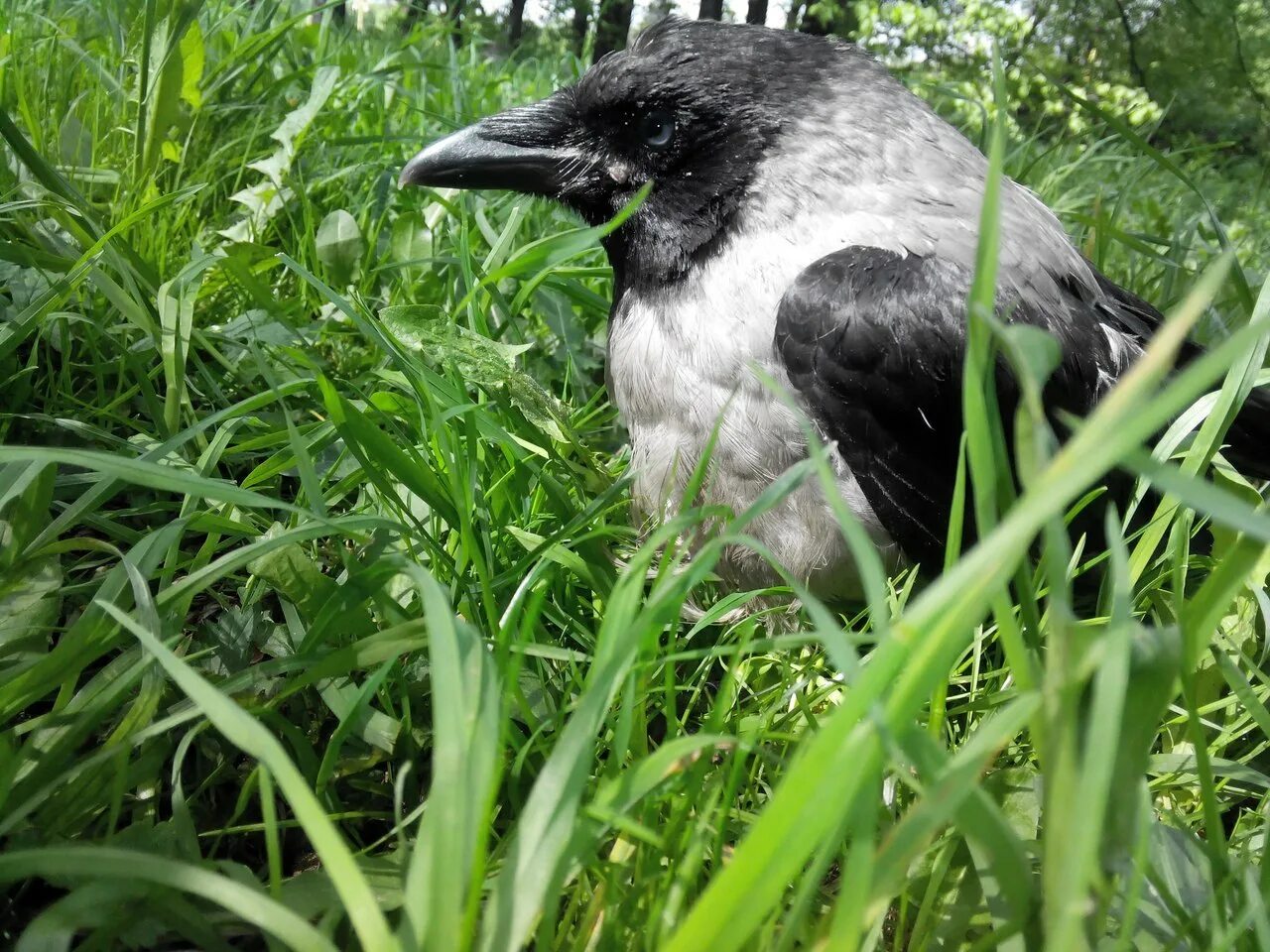 Ворона городская. Ворона фото. Серая ворона. Серая ворона самец. Серая ворона и ворона.
