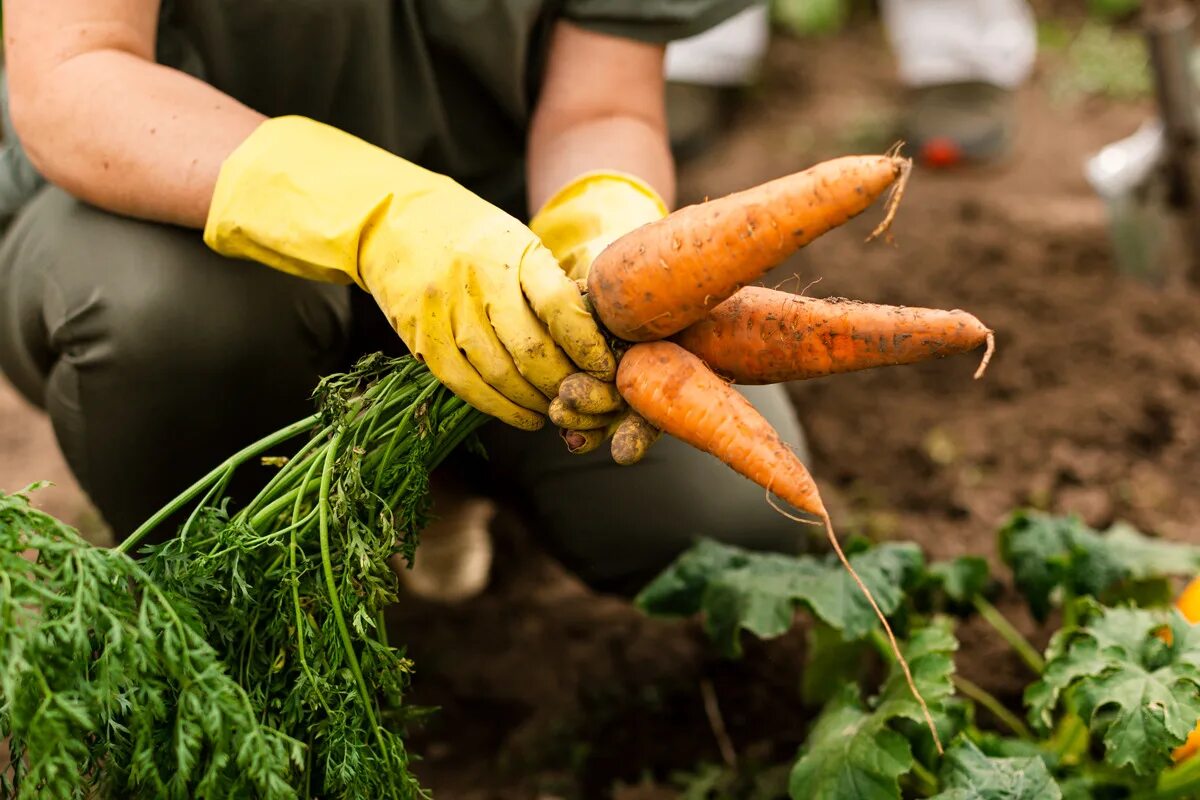 Carrot growing. Когда сажать морковь в 2024. Выкопка моркови. Морковь. Когда убрать морковь 2024.