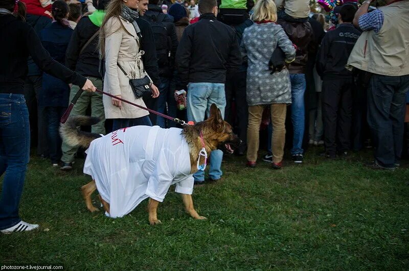 Выставка собак саратов 2024. Фотозона на выставке собак. Выставка костюмов собак. Собака карнавал. Конкурс костюмов на выставке собак.