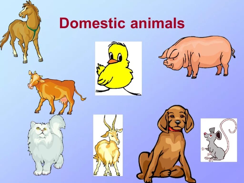 Domestic животные. Wild animals and domestic animals. Wild animals животные презентация. Домистек енемолс.