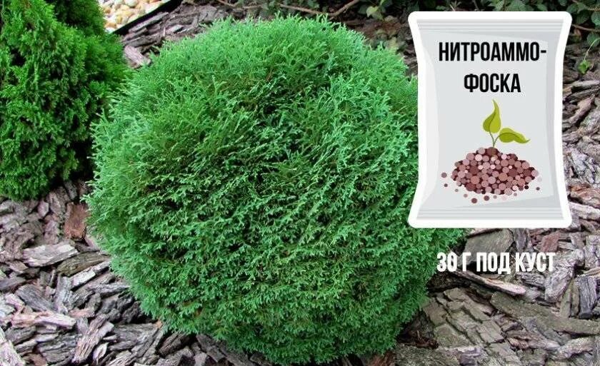 Туя западная тим тим. Туя западная тини. туя западная тини тим. можжевельник тини тим. туя тинитим шаровидная.