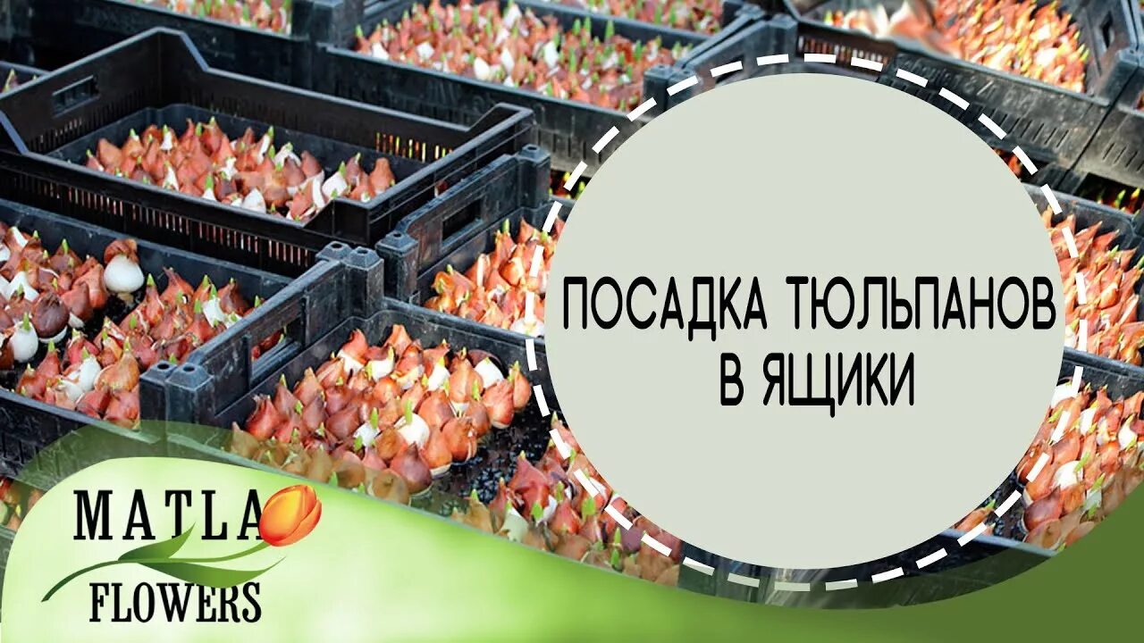 Сохранить луковицы тюльпанов до посадки. Посадка тюльпанов в ящики. посадить тюльпаны в ящиках. ящики для посадки тюльпанов гидропонные. лоток для выращивания тюльпанов.