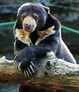 Only bear