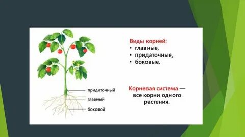 Система растений биология 7 класс
