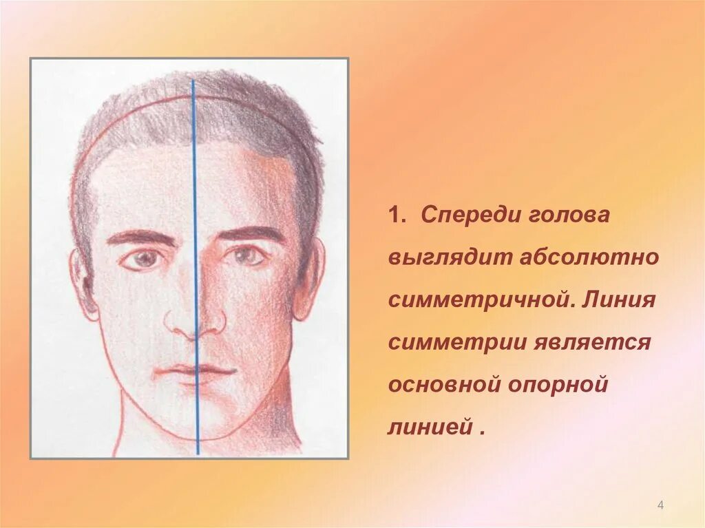 Голова спереди. Симметрия головы человека. линия симметрии голова. симметрия и пропорция.