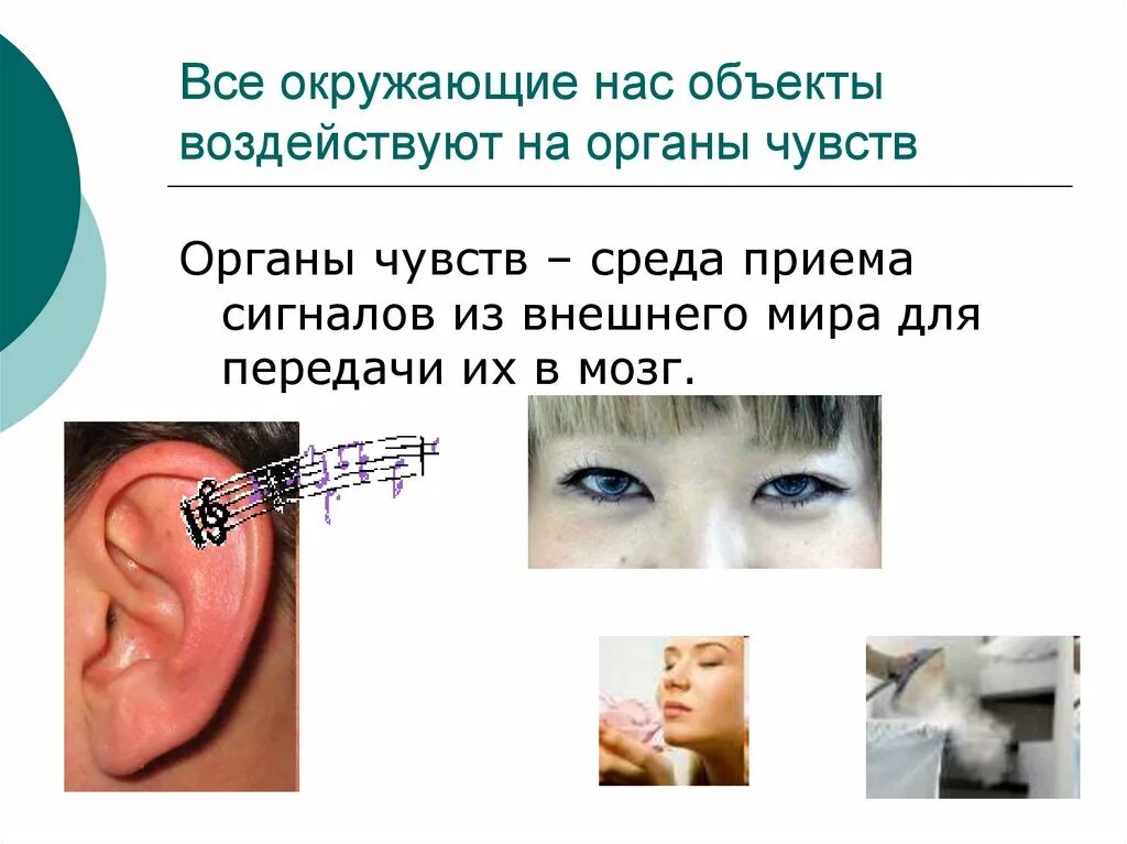 Познание предмета при помощи органов чувств. Органы чувств. воздействие на органы чувств. все окружающие нас объекты воздействуют на наши органы чувств.