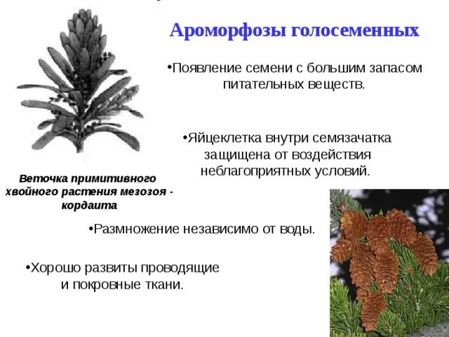 Развитие жизни в мезозойской эре