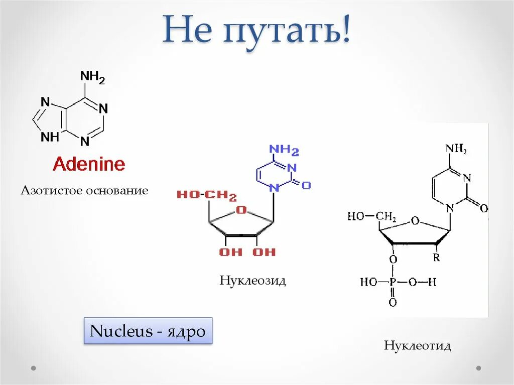 Нуклеотиды белка. Нуклеозиды ДНК. Формулы нуклеотидов и нуклеозидов. Таблица азотистое основание нуклеозид нуклеотид. Аденин строение нуклеотида.