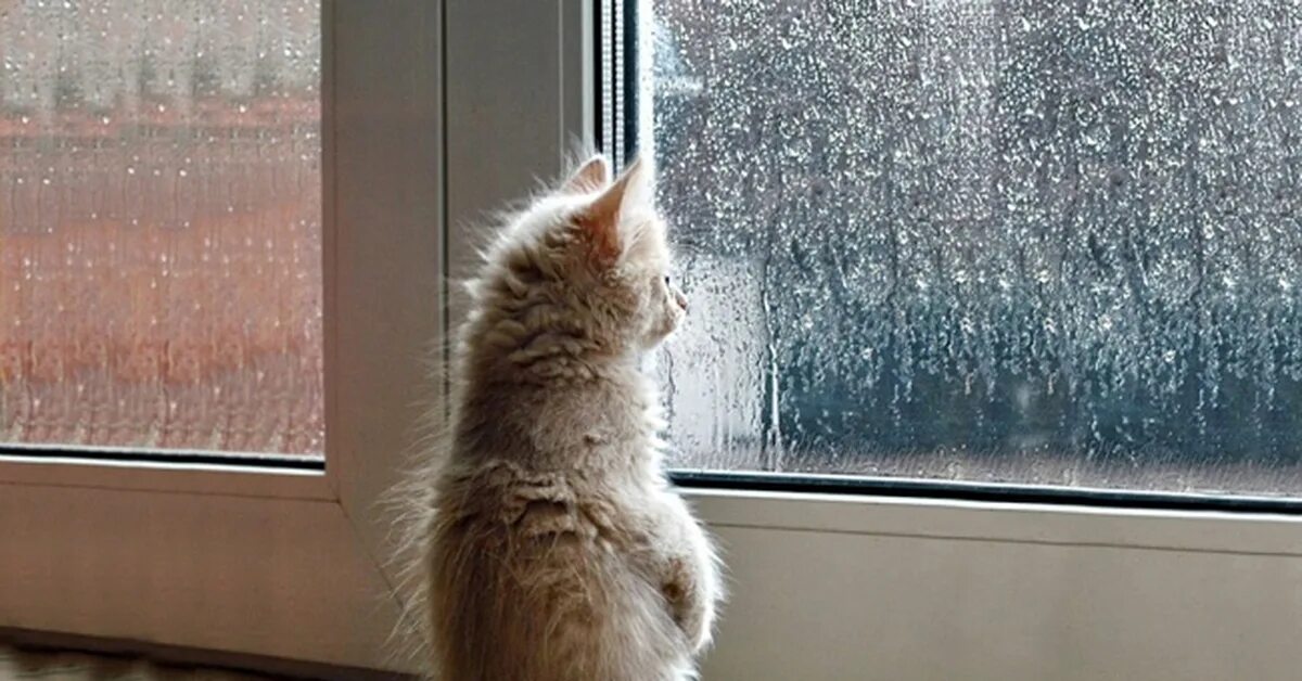 Я тебя не вижу много лет слушать