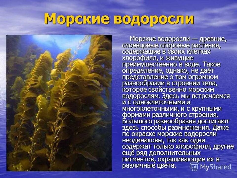 Бурые водоросли 5 класс биология. Растения обитающие в воде. Сообщение о водорослях. Рассказ о водорослях.