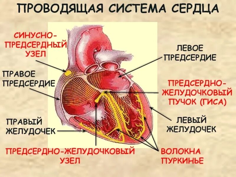 Миокард правого предсердия. Синусно-предсердный узел проводящей системы сердца. Синусно-предсердный узел проводящей системы сердца расположен. Синусно-предсердный (синусный) узел. Проводящая система сердца предсердно желудочковый узел.