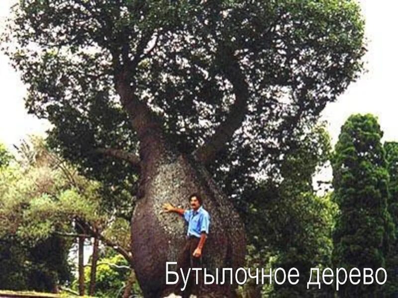 Бутылочное дерево природная зона. Бутылочное дерево сообщение. Бутылочное дерево сообщение 7 класс. Бутылочное дерево происхождение. Бутылочное дерево презентация.