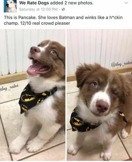 I have dog only