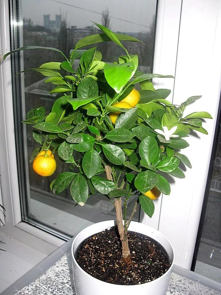 Мандариновое дерево как ухаживать в домашних. Мандарин померанец комнатный. Дерево лимона апельсина мандарина. Каламондин антракноз. Лимоном мандариновые деревья.