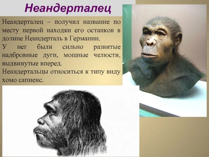 Неандертальцем называют. Кроманьонец ( homo sapiens). Неандерталец (homo neanderthalensis). Неандертальцем называют. Неандерталец (homo neanderthalensis).