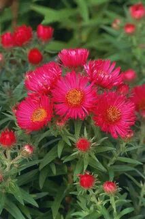 Pick plant and