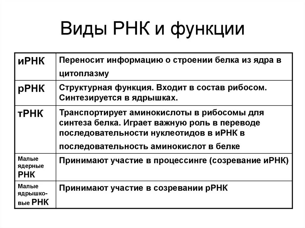 Какие функции выполняет рнк. Основные типы РНК И их функции. Типы РНК. Функции различных типов РНК.. РНК строение структура функции. Функции и строение различных типов РНК.