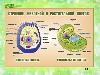 Животная клетка 8 класс биология функции