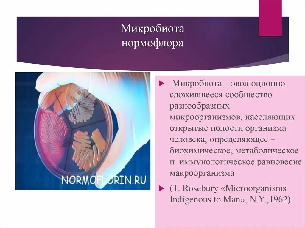 Нормофлора. Здоровая микробиота человека. микробиота и пробиотики. микробиота в организме выполняет функцию. нормофлора бактерии.