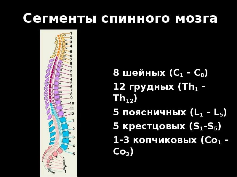 Боль в спинном мозге. Сегменты l1-l2 спинного мозга. S2-s4 сегментов спинного мозга. Th3-th 4 спиной мзг. Сегмент l1-l2 позвоночника.