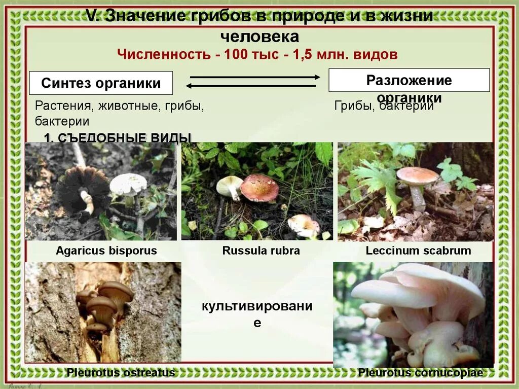 Значение грибов в природе 7 класс биология. Значение грибов в природе и жизни человека. Разнообразие грибов в природе. Грибы значение в природе и жизни человека. Грибы в жизни человека и в природе.