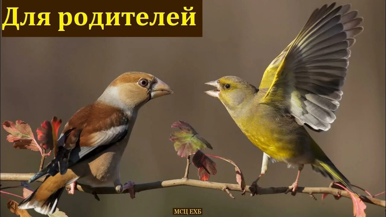 Щебечут чижи предложение