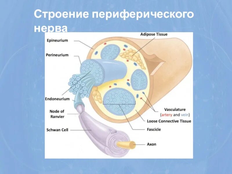 К структурам периферического нерва относят. Строение периферического нерва. Строение периферических нервов. Структура периферического нерва. Анатомия периферического нерва.