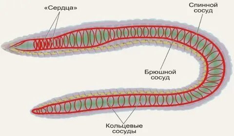 Кровообращение у червей