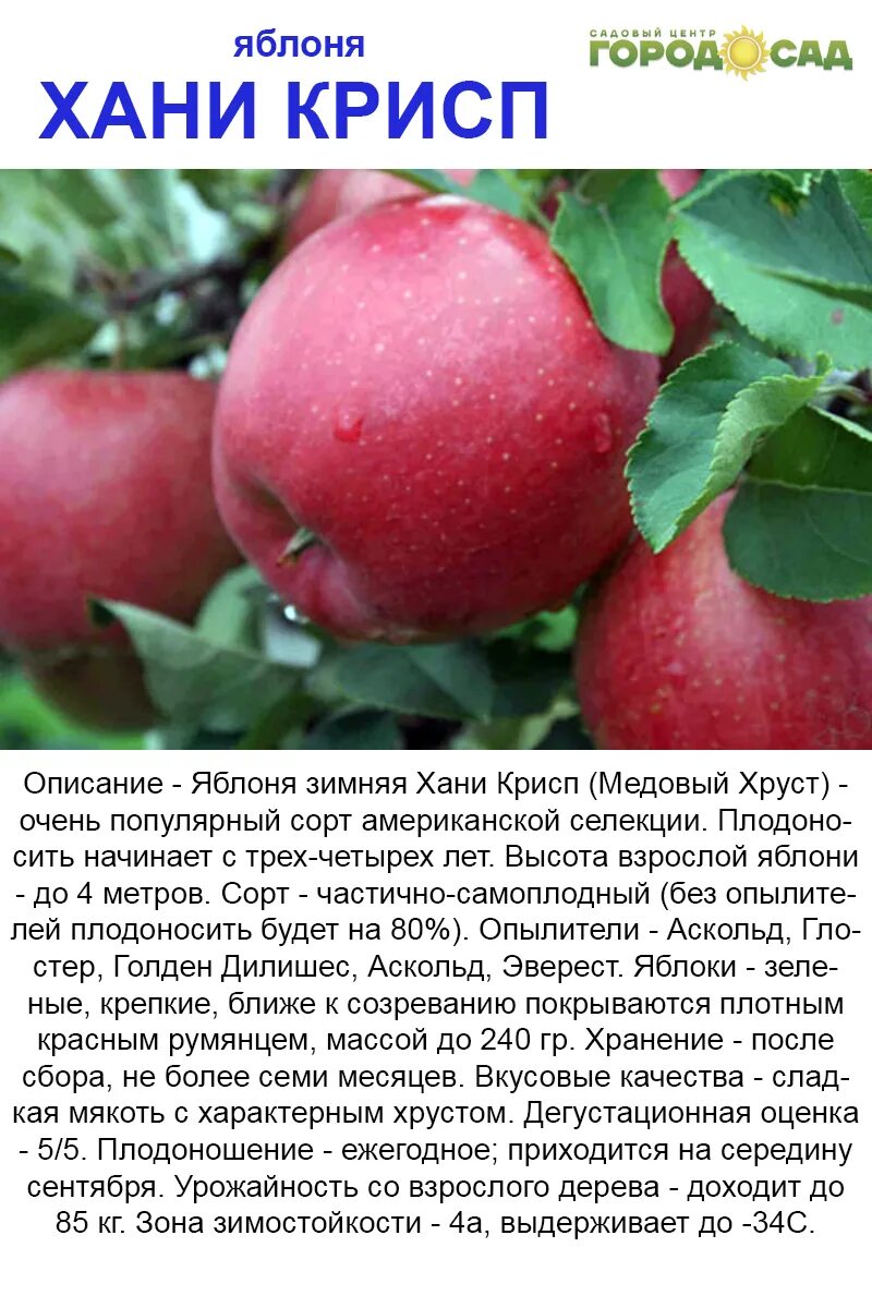 Яблоня лучшие сорта описание фото отзывы. Яблоня лучшие сорта описание фото отзывы. Колоновидная яблоня конфетная. Яблоня сорта альва. Яблоня лучшие сорта описание фото отзывы.