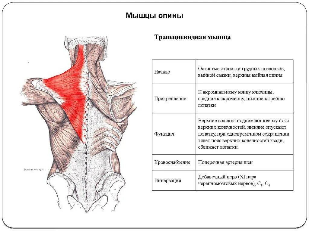 Верхняя трапециевидная. Трапециевидная мышца начало и прикрепление функции. Трапециевидная мышца спины начало и прикрепление функции. Трапециевидная мышца крепление.