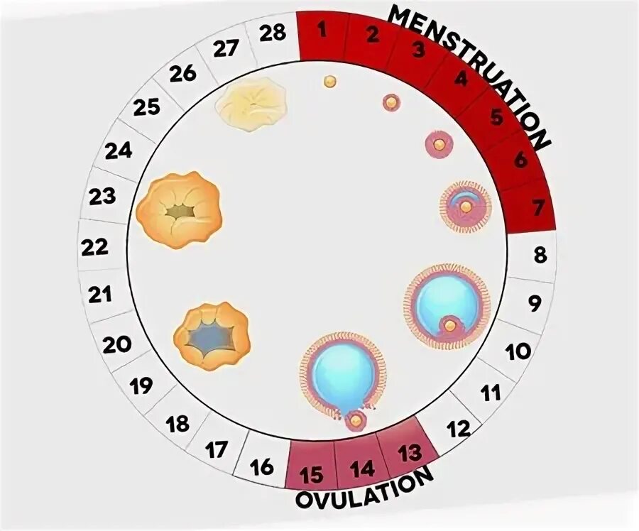 Дни менструального цикла. Менструальный цикл вероятность забеременеть. Вероятность беременности по дням цикла. Дни овуляции после месячных. Забеременеть в период овуляции